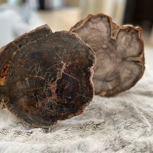 Stunning Petrified Wood 8”Slab Home Decor Wood pieces that have turned to stone